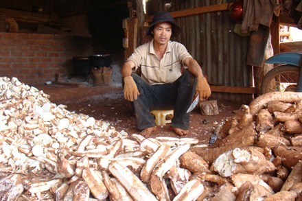Cassava in the Central Highlands is lying unsold after the Dai Tan Ethanol Plant went insolvent in Quang Nam Province (Photo: Laodong)